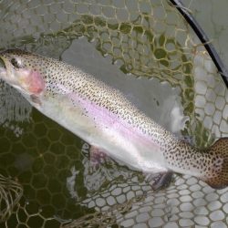 大安トラウトレイク 釣果